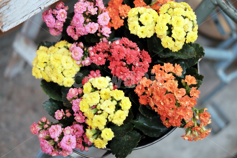 꽃,봄,여름,식물,싱그러움,자연,플라워,flower,식물,자연,plants,nature,꽃,flower