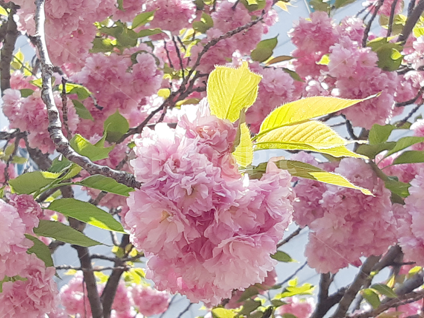 겹벚꽃,벚꽃,봄,꽃,식물,분홍,핑크,계절,자연,나무,벚나무,체리블라썸,봄,계절,spring,season,plant,blossom,flower,cherry blossom