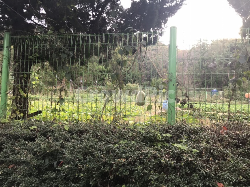 박,열매,초록,나무,풀,산,과일,식물,plant,화분,마당,텃밭,줄기,나무줄기,나무가지,나뭇잎