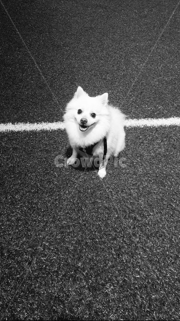 흑백,강아지,동물,dog,animal,잔디,반려견,blackandwhite,lawn,pet,아이컨택,eyecontact
