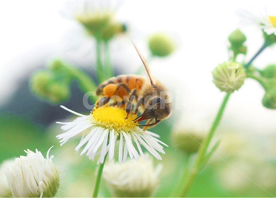 벌,꿀벌,곤충,bee,꽃과벌,자연,근면,접사,매크로,식물,자연,plants,nature,꽃,flower,동물,animal,곤충,벌레,insect,bug