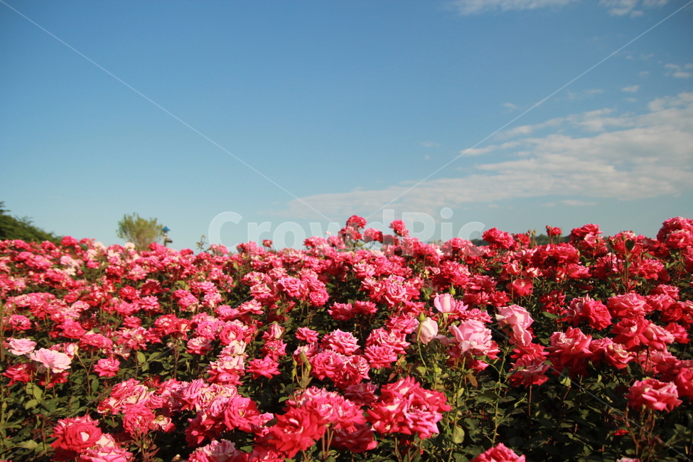 자연,풍경,꽃,식물,장미,분홍,자연,풍경,nature,landscape,식물,plants,꽃,flower,blossom,geranium,제라늄,plant