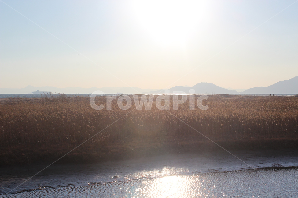 갈대밭,갈대,늪,강,들판,햇빛,가을,계절,fall,autumn,season,자연,풍경,nature,landscape,light,빛,flare,플레어,outdoors,옥외