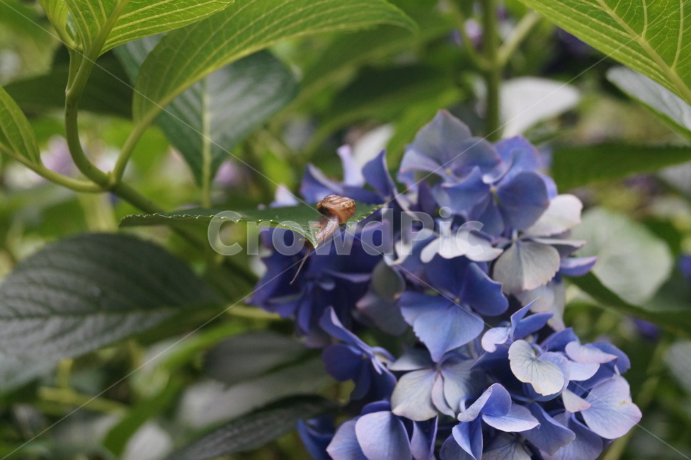 수국,꽃,blossom,flower,식물,plant