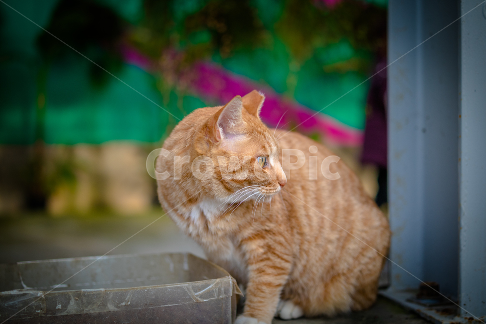 고양이,동물,맹수,cat,야옹이,동물,animal,포유류,mammal,고양이,cat,kitten,kitty