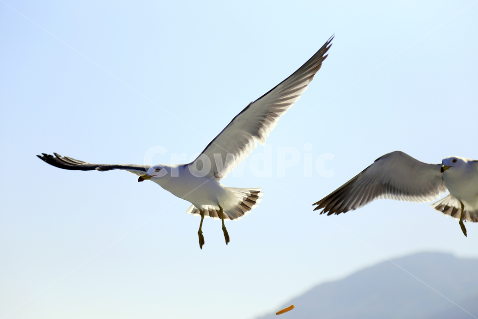 갈매기,새,바다새,하늘,날개,동물,동물,animal,조류,새,birds