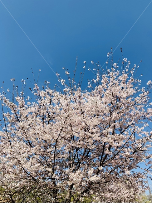 만개,벚꽃,여의도,봄,연분홍꽃