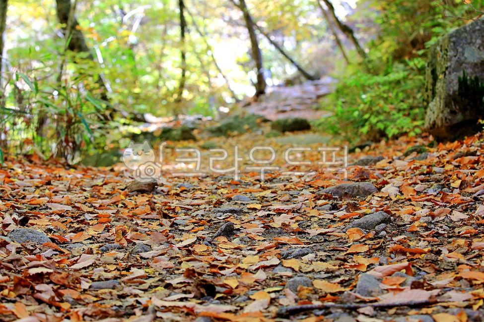 가을,단풍,가을풍경,가을배경,감성,지리산,산,단풍잎,경치,단풍나무,가을단풍,감성사진,낙엽,숲,바닥,산책로,지면,길,떨어진,10월,변색,path,road,forest,국립공원,mountain,자연,nature,옥외,outdoors,scenery,landscape,autumn,fall,rock,바위,돌,stone,maple,leaf,나뭇잎,tree,나무,plant,식물,ground