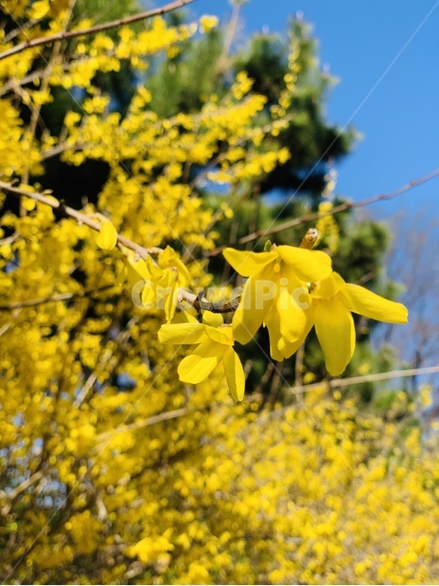 개나리,봄,꽃,노랑,노란색,봅꽃,식물,자연,plants,nature,꽃,flower