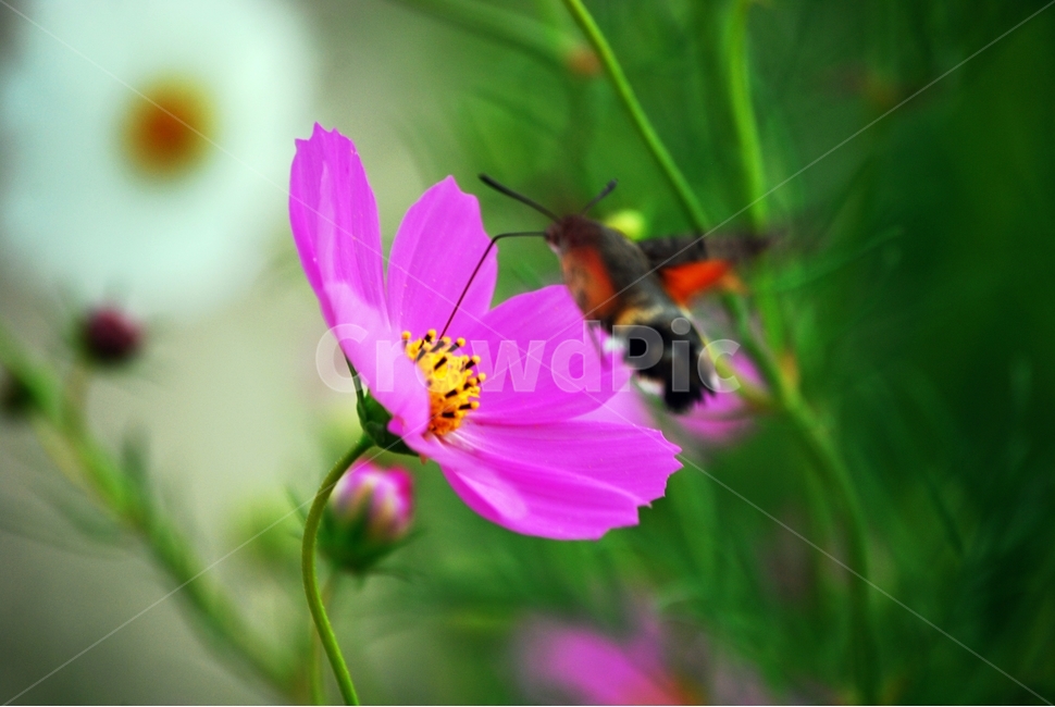 벌새,코스모스,가을,분홍꽃,식물,꽃,식물,자연,plants,nature,꽃,flower,동물,animal,조류,새,birds
