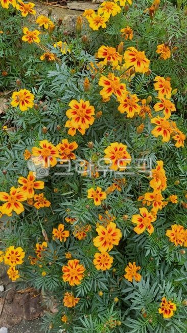 Cheonsu Guk,petal,marigold,flower