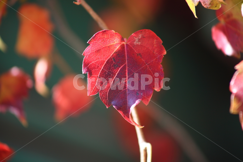 단풍,담쟁이,식물,가을,redleaves,Bostonivy,가을,계절,fall,autumn,season,leaf,잎,plant