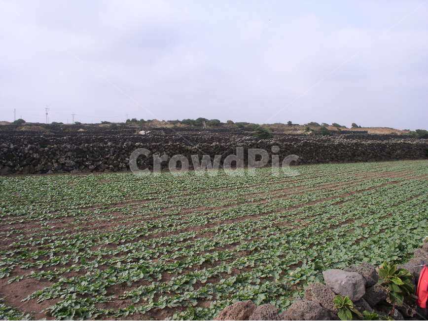 제주도풍경,제주도밭,jejuislandlandscape,jejucoast,jejuislandstoneroad
