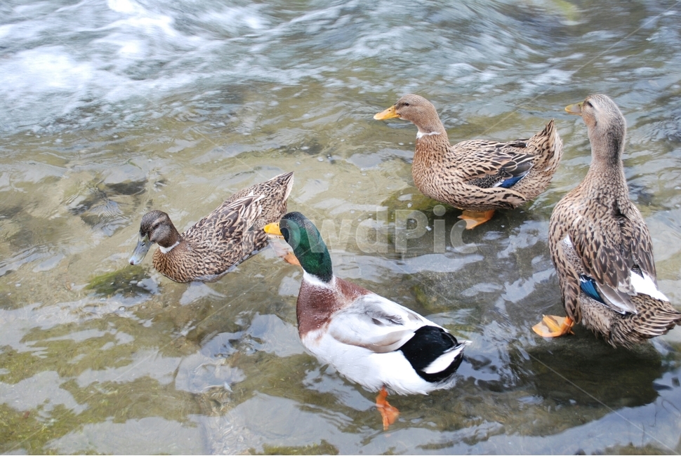 천둥오리,청계천,동물,오리,duck