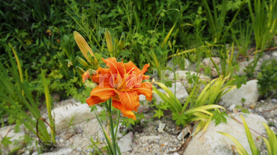 야생화,꽃,주황색,wildflower,flower,orange