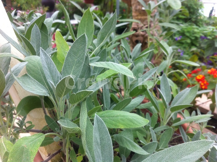 plant,식물,herb,털허브,leaf
