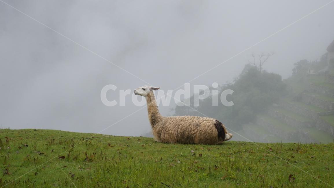 mammal,포유류,sheep,양,animal,동물,라마,알파카,페루,풀,자연,대자연,안개,휴식,동물,animal,포유류,mammal