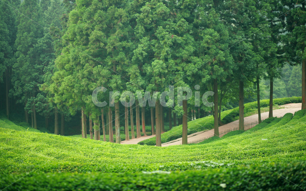 녹차,보성,보성녹차,대한다원,길,자연,풍경,nature,landscape
