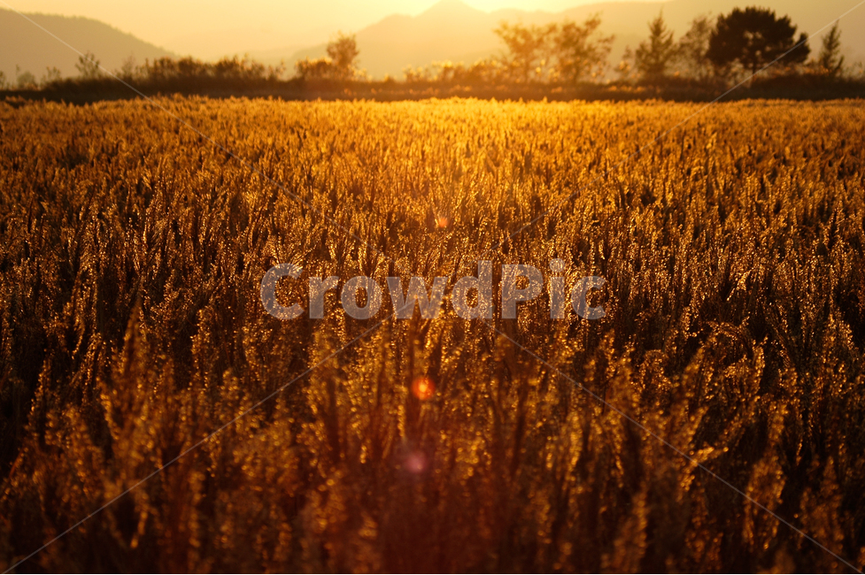 순천만,들판,억새,노을,황금,자연,풍경,nature,landscape,휴식,힐링,rest,relaxation,healing,field,들