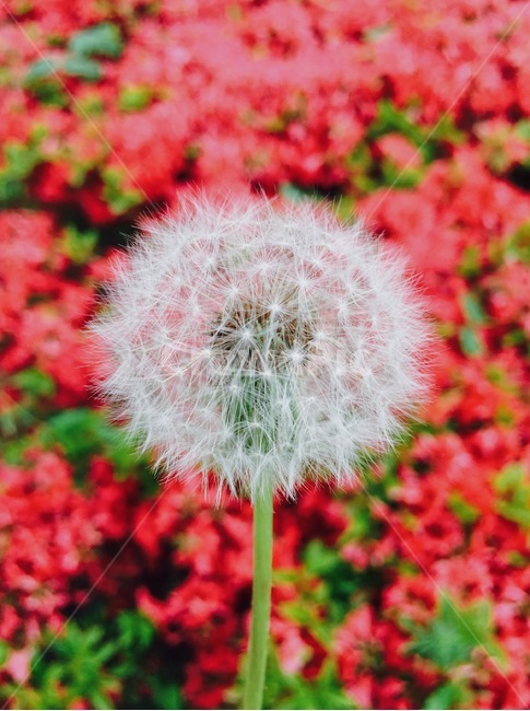민들레,민들레홀씨,홑씨,홀씨,철쭉,씨앗,봄,번식,확장,바람,솜털,동그라미,빨강,꽃,flower,dandelion,seed,windy,spring,식물,자연,plants,nature