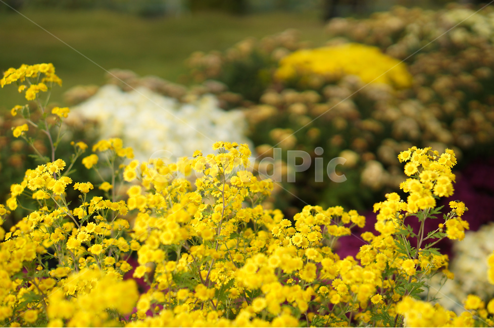 국화,노랑,가을,풍경,꽃,가을,계절,fall,autumn,season,식물,자연,plants,nature,꽃,flower,plant