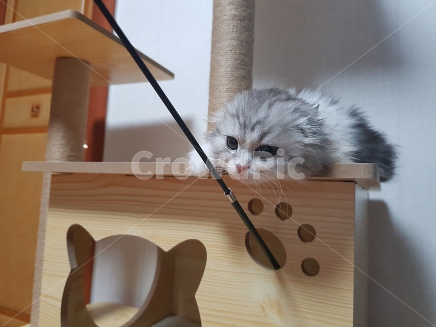 고양이새끼,고양이,포유류,장난감,동물