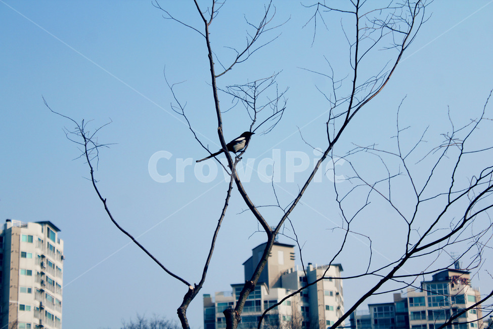 까치,나무,나무가지,bird,하늘,새,동물,animal,조류,새,birds