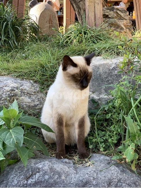 고양이,동물,귀여운,cat,animal,cute,pet,mammal,포유류,동물,animal,포유류,mammal,고양이,cat,kitten,kitty