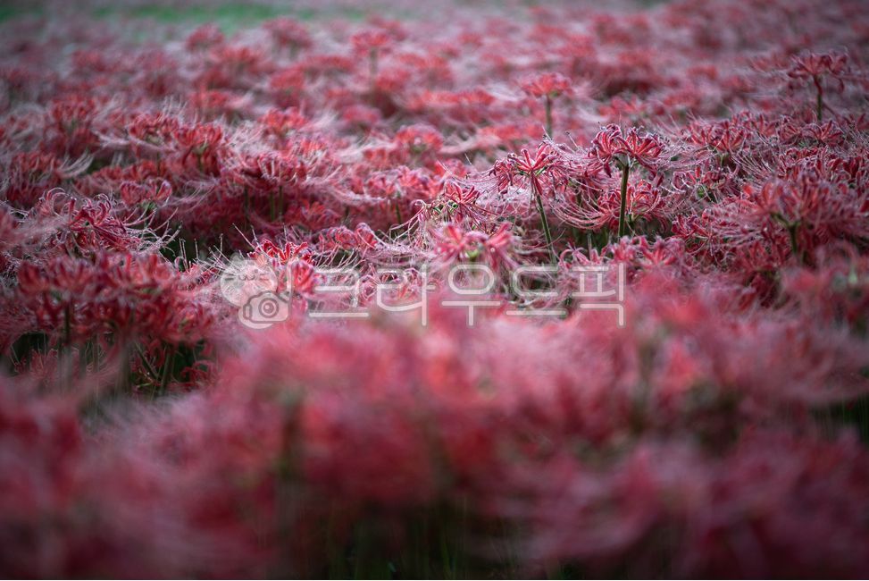 꽃,새벽,꽃무릇,상사화,레드,붉은,이슬,아침이슬,붉은꽃,정원,공원,꽃밭,식물,아름다운,매혹적인