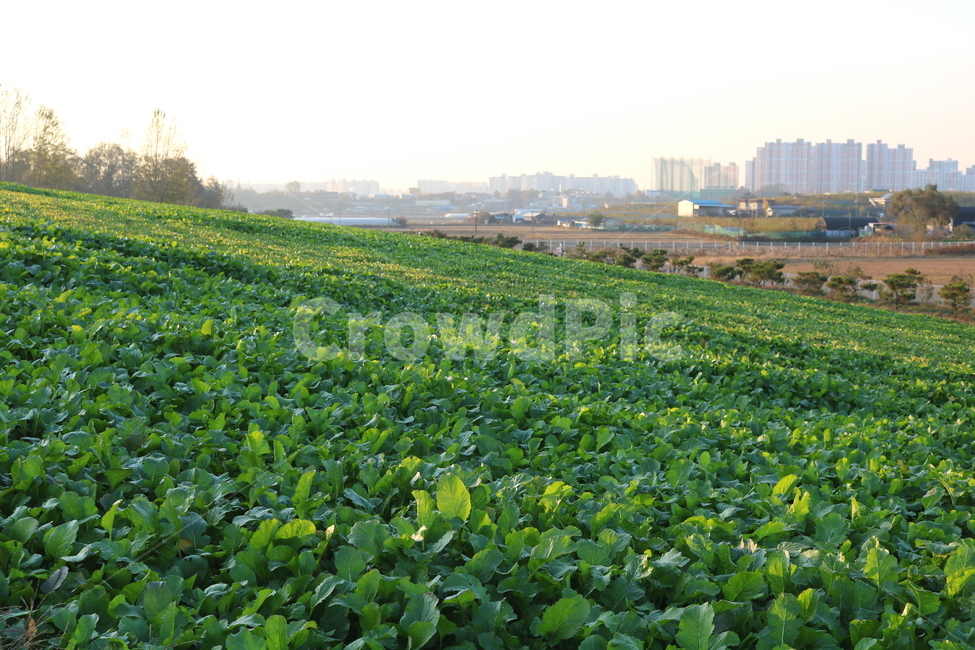 열무,김치,야채,채소,음식,열무김치,김치재료,김장,밭,농사,밭농사,농촌,야외,자연,풍경,식재료,자연,풍경,nature,landscape
