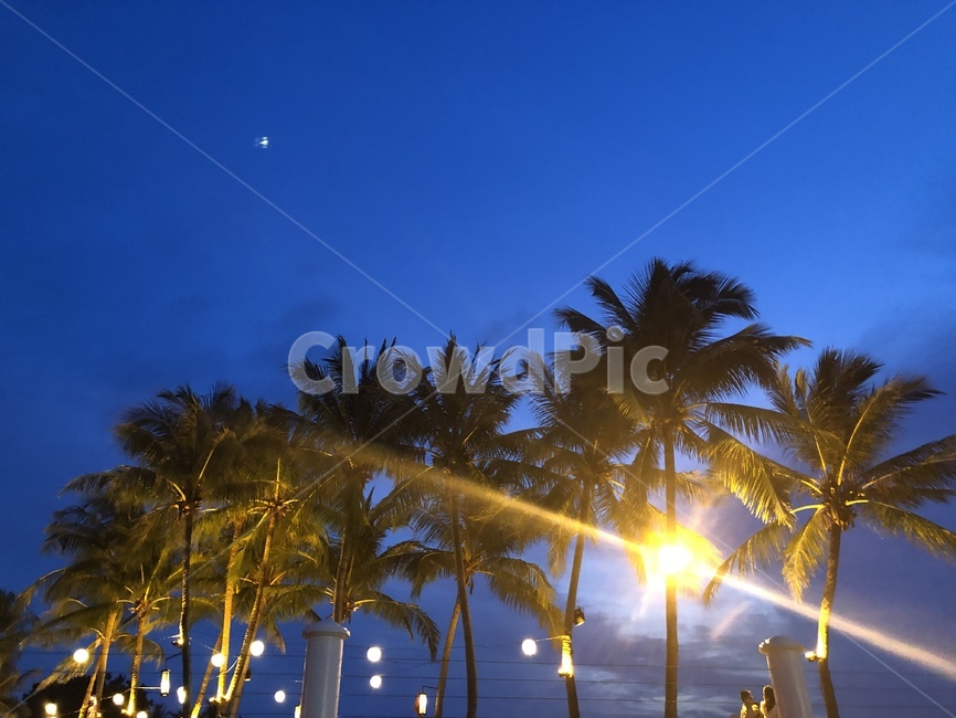 코타키나발루,말레이시아,야자수,야경,밤하늘,저녁,밤,하늘,evening,night,nightview,malaysia,kotakinabalu