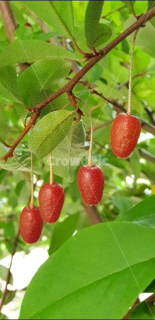 보리수,열매,작은열매,빨간열매,정원,berry,새콤달콤,여름,아기자기,귀여워,과실류,자연,가든,가든열매,garden,뽈똥,보리수나무,뽈똥나무,뜰보리수,뜰보리수열매