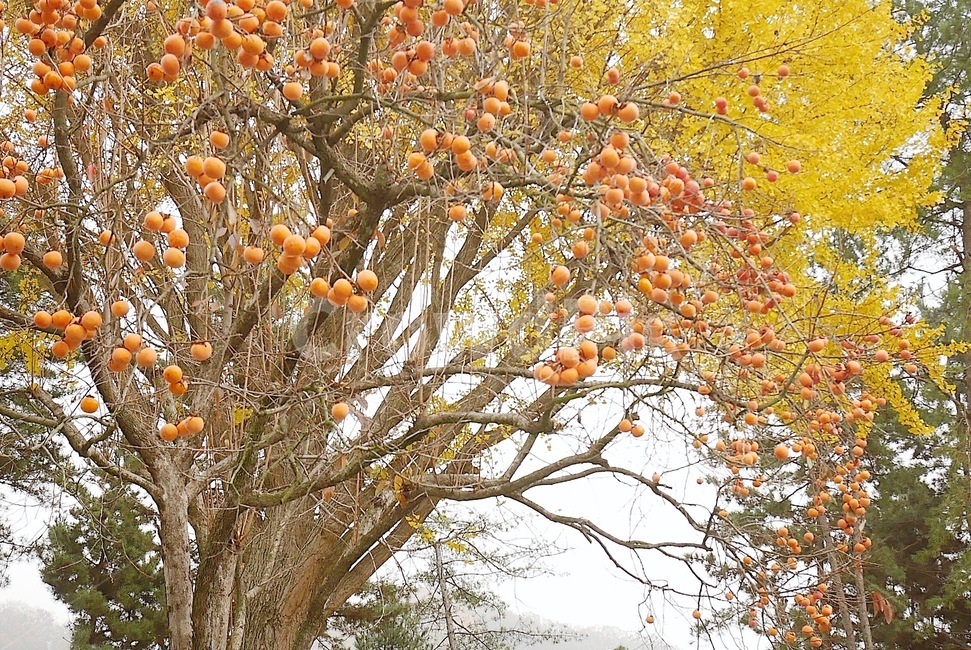 감나무,가을,감,풍경,가을사진,가을,계절,fall,autumn,season,식물,자연,plants,nature,나무,trees,wood,과일,열매,fruit,plant,food,음식,persimmon