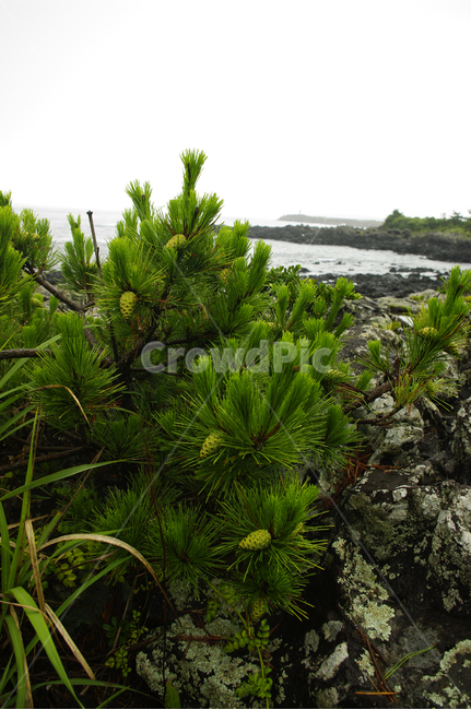제주,바위,현무암,식물,바다,나무,제주도,jeju,jeju island,plant,tree