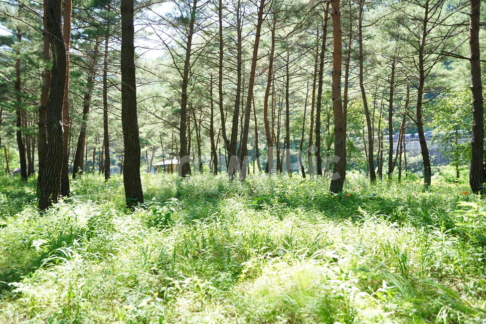 자연,풍경,안식처,숲,힐링,자연,풍경,nature,landscape,식물,plants,나무,trees,wood,vegetation,초목,plant,tree,forest,woodland,삼림지,outdoors,옥외,land,땅,grove,작은 숲
