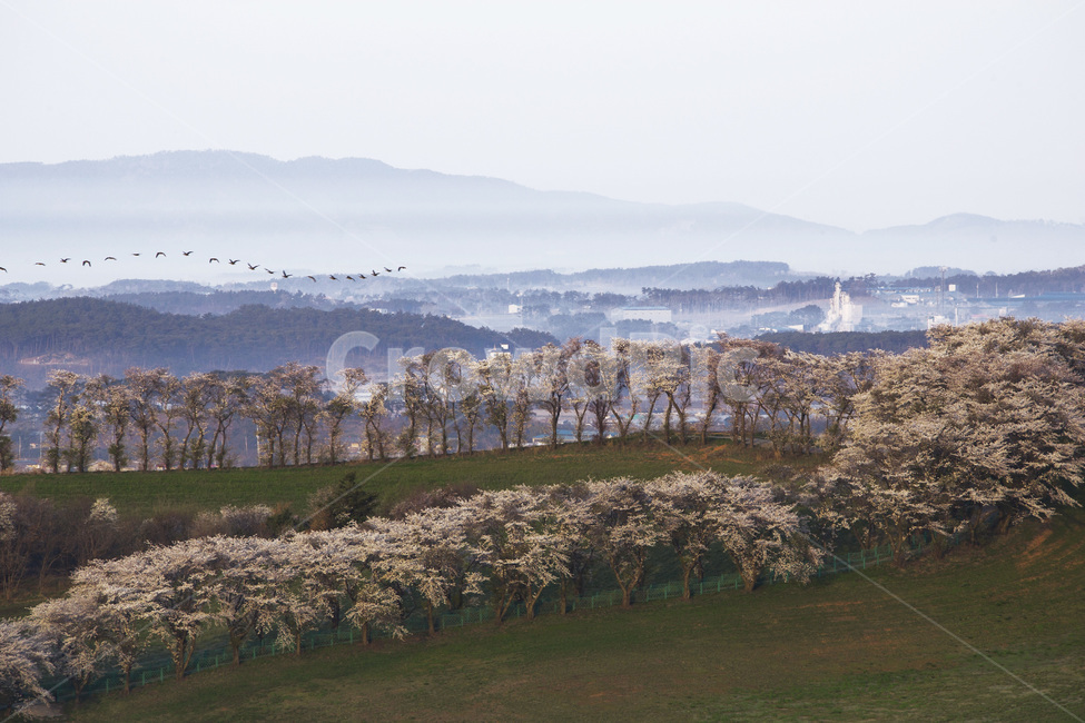 plant,식물,벚꽃,목장,cherryblossem,자연,풍경,nature,landscape