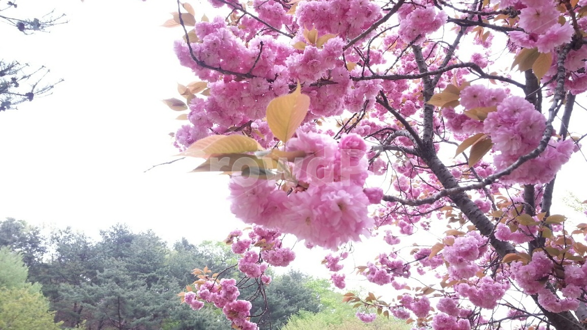 식물,꽃,flower,blossom,나무,자연,자연풍경