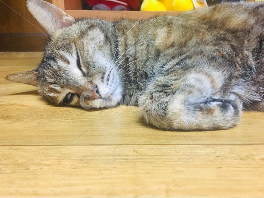 고양이,잠,동물표정,기절,반려묘,애완묘,동물,포유류,애완동물,냥이,깊은잠,cat,animal,sleep,kitty,emotion,faint