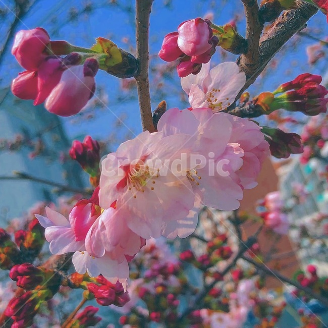 plant,식물,벛꽃,벚나무,감성,봄,spring,하늘,자유,평온,블로썸,blossom,3월,핑크,분홍꽃,따뜻한,차가운