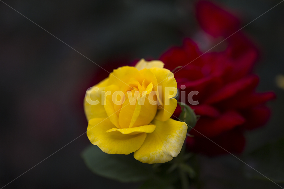 장미,노랑,붉은,꽃,화사한,화려한,감성,자연,여름,식물,rose,red,flower,nature,plants,근접촬영,식물,자연,plants,nature,꽃,flower