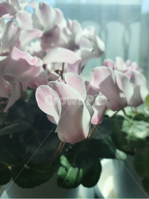 geranium,blossom,꽃잎,flower,plant,꽃,식물,빛,햇빛,자연,제라늄