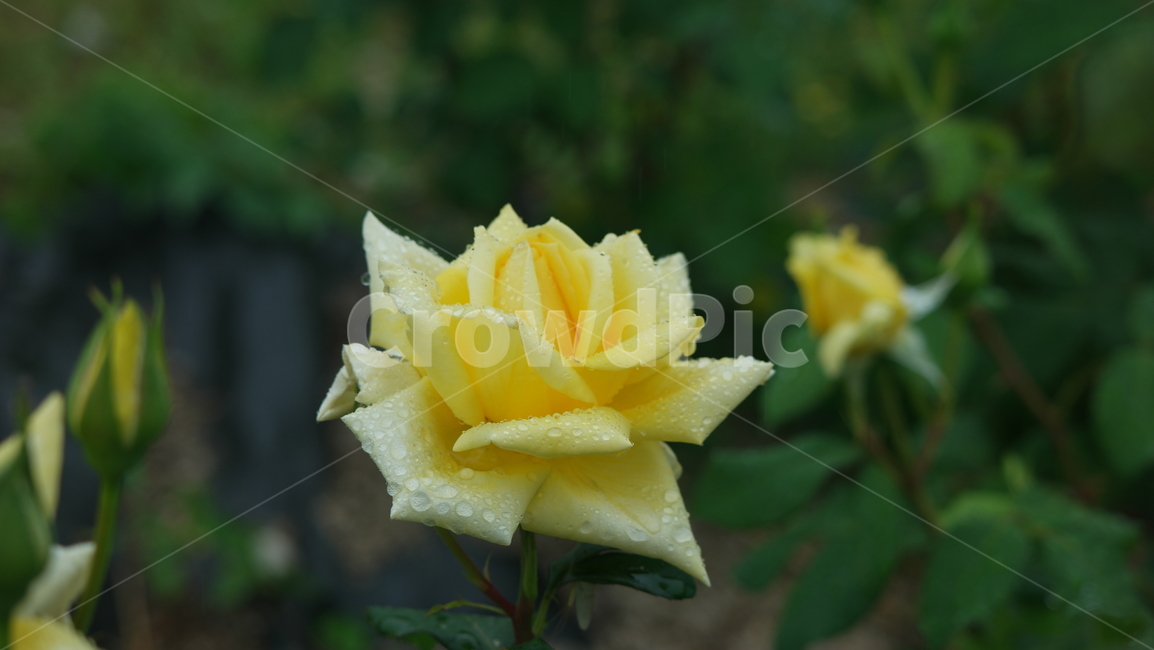 장미꽃,장미,장미원,로즈,로즈가든,식물,자연,plants,nature,꽃,flower