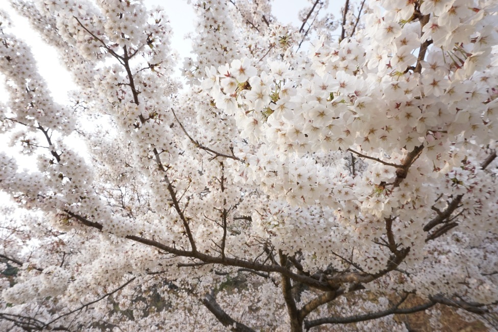 벚꽃,만개,나무,색감,아름다움,봄,계절,spring,season,plant,식물,blossom,꽃,flower