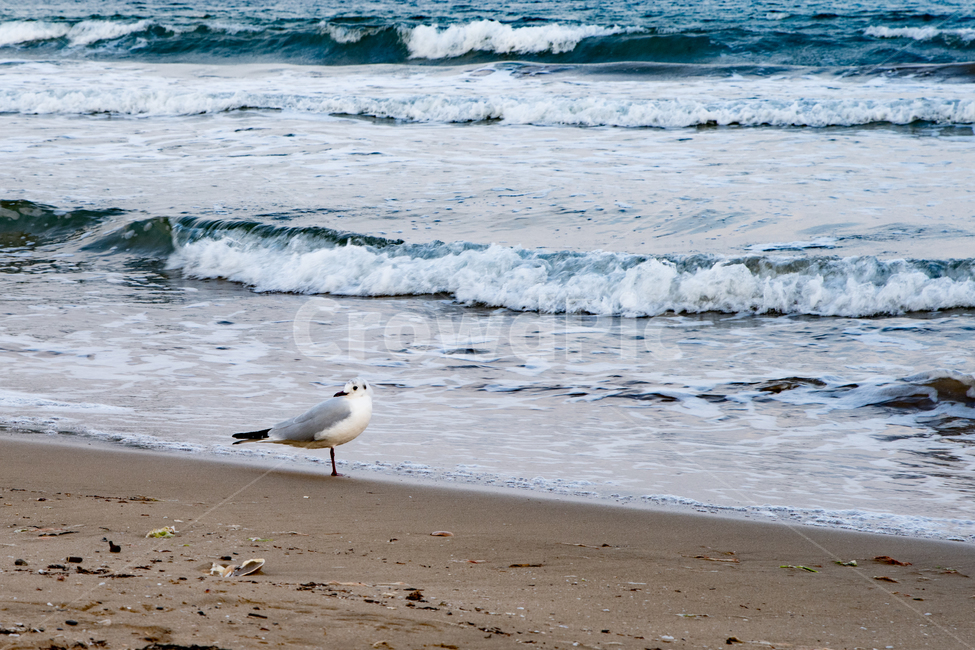 바다,sea,파도,감성,feel,feeling,풍경,갈매기,새,bird,동물,날짐승,해변,바다,beach,sea,동물,animal,조류,새,birds