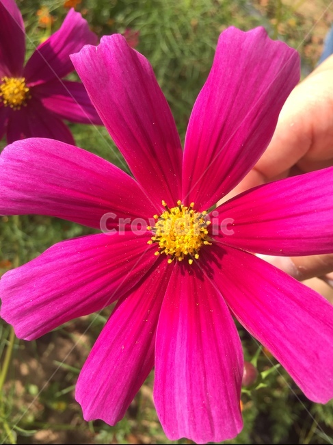 plant,식물,꽃잎,꽃,flower,코스모스