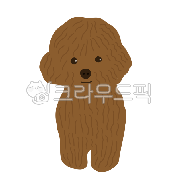 강아지,반려동물,푸들,토이푸들,동물,반려견,개,puppy,animal,dog