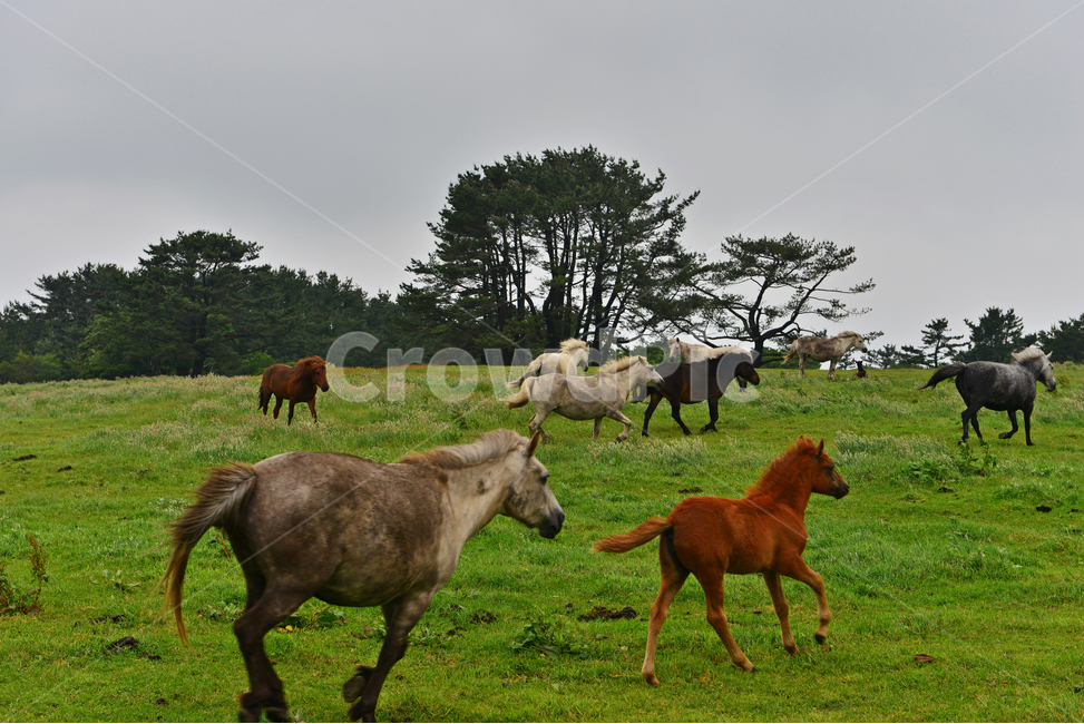 nature,자연,outdoors,옥외,grassland,목초지,field,들,제주,제주목장,목장,말,하얀말,검정말,빨간말,동물,animal,포유류,mammal
