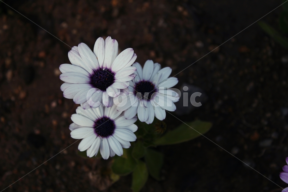 flower,blossom,plant,꽃,식물