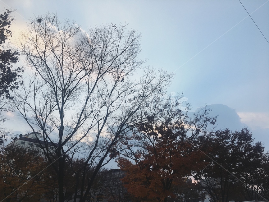 나뭇잎,leaf,감성,하늘,감성사진,가을감성,가을,배경,skyview,autumn,fall