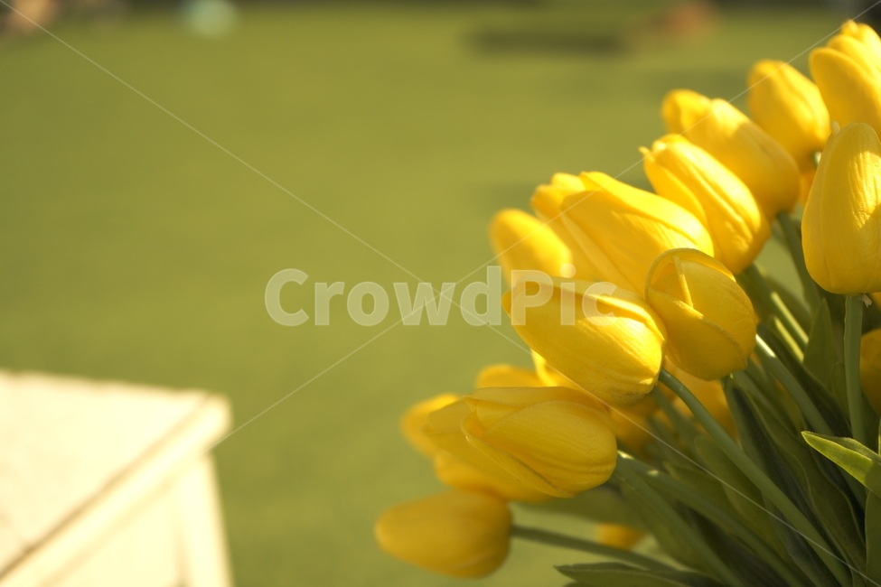 꽃,조화,인조잔디,노란꽃,레트로필터,식물,자연,plants,nature,꽃,flower